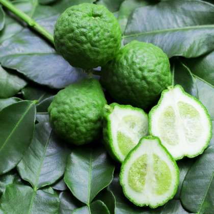 Kafrová limetka - Citrus hystrix - semena kafrové limetky - 3 ks