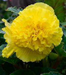 Begonie třepatá žlutá - Begonia fimbriata - hlízy begonie - 2 ks