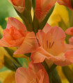 Gladiol Peter Pears - Gladiolus - hlízy mečíku - 3 ks