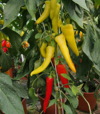 Paprika kozí/beraní roh Sora - Capsicum annuum - semena - 55 ks