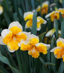 Narcis Orangery - Narcissus - cibule narcisu - 3 ks