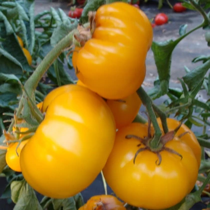 Rajče Yellowstone - Solanum lycopersicum - semena rajčete - 15 ks