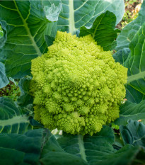 Brokolice Romanesco - Brassica oleracea L. - semena brokolice - 250 ks