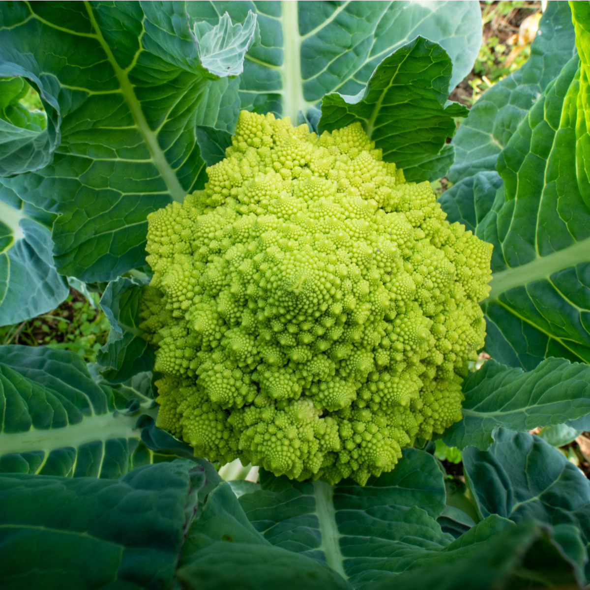 Brokolice Romanesco - Brassica oleracea L. - semena brokolice - 250 ks