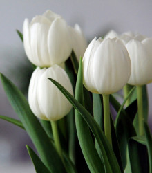 Tulipán Clearwater - Tulipa - cibule tulipánu - 3 ks