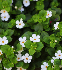 Bakopa Snowtopia - Bacopa sutera cordata - semena bakopy - 7 ks