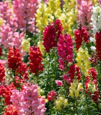 Hledík větší - Antirrhinum majus - semena hledíku - 400 ks