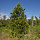 Borovice Limba - Pinus cembra sibirica - semena borovice - 7 ks