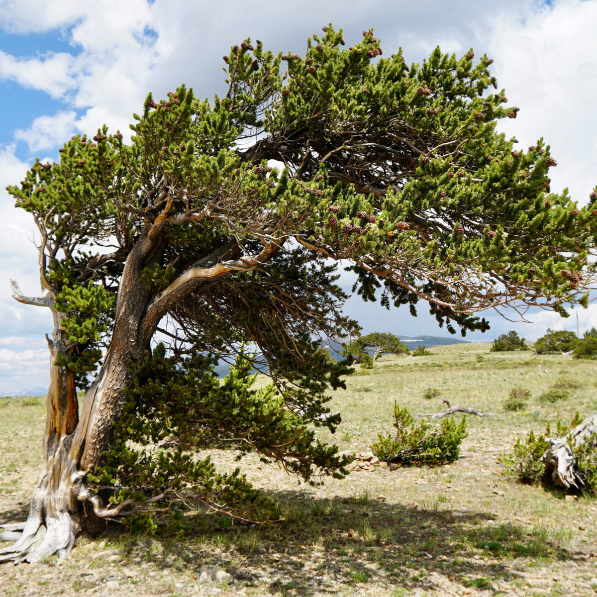 Borovice osinatá - Pinus aristata - semena borovice - 5 ks