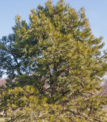 Borovice těžká - Pinus ponderosa - semena borovice - 6 ks