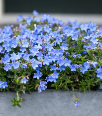 Lobelka drobná - Lobelia erinus - semena lobelky - 1000 ks