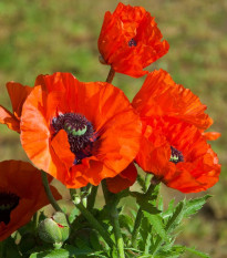 Vlčí mák červený - Papaver rhoeas - semena máku - 250 ks