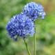 Česnek azurový - Allium caeruleum - cibule okrasného česneku - 3 ks