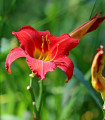 Denivka Red Magic - Hemerocallis - hlízy denivky - 1 ks