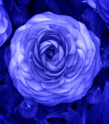Pryskyřník modrý - Ranunculus asiaticus - hlízy pryskyřníku - 3 ks