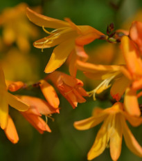 Montbrécie George Davidson - Crocosmia - hlízy montbrécie - 4 ks