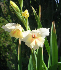 Gladiol Nanus Halley - Gladiolus - hlízy mečíku - 3 ks