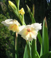 Gladiol Nanus Halley - Gladiolus - hlízy mečíku - 3 ks