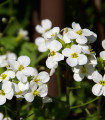 Huseník alpský bílý - Arabis alpina - semena huseníku - 200 ks