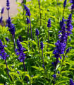 Šalvěj transylvanská Blue Spires - Salvia transylvanica - semena šalvěje - 12 ks