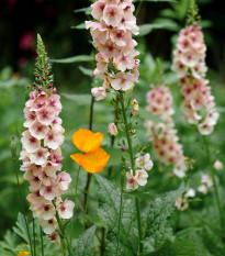 Divizna brunátná směs - Verbascum phoeniculum - semena divizny - 300 ks