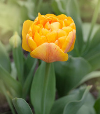 Tulipán Sunlover - Tulipa - cibule tulipánu - 3 ks