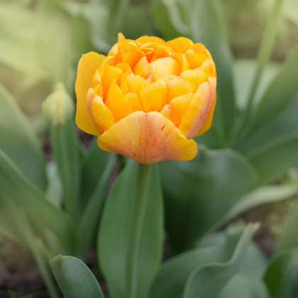 Tulipán Sunlover - Tulipa - cibule tulipánu - 3 ks