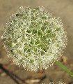 Česnek Mont Blanc - Allium - cibule okrasného česneku - 1 ks