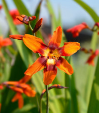 Montbrécie Emily Mckenzie - Crocosmia - hlízy montbrécie - 4 ks