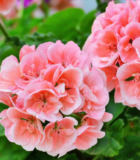 Muškát páskatý Nekita Salmon F1 - Pelargonium zonale - semena muškátu - 4 ks