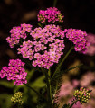 Řebříček tužebníkový Colorado mix - Achillea millefolium - semena řebříčku - 20 ks