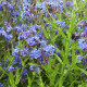 Pilát kapský - Anchusa capensis - semena pilátu - 10 ks