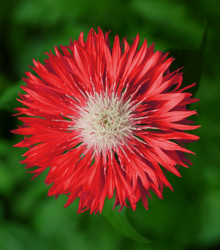 Chrpa červená Polka - Centaurea cyanus - semena chrpy - 100 ks