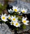 Koniklec alpinský - Pulsatilla alpina - semena koniklece - 10 ks