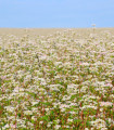 Pohanka setá - Polygonum fagopyrum - semena pohanky - 20 ks