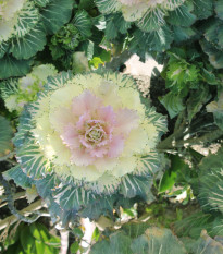 Okrasné zelí bílé Crane F1 - Brassica oleracea - semena okrasného zelí - 20 ks