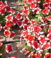 Petúnie mnohokvětá Red Frost F1 - Petunia multiflora - semena petúnie - 20 ks