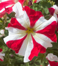 Petúnie mnohokvětá Henrietta F1 - Petunia hybrida - semena petúnie - 30 ks