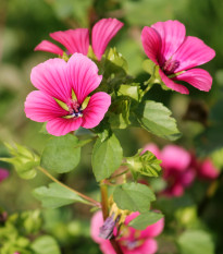 Slézovka trojklaná purpurová - Malope trifida - semena slézovky - 25 ks