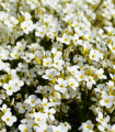 Tařicovka Snow Crystal - Lobularia maritima - semena tařicovky - 200 ks