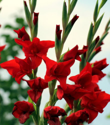 Gladiol Nanus Mirela červený - Gladiolus - hlízy mečíku - 3 ks