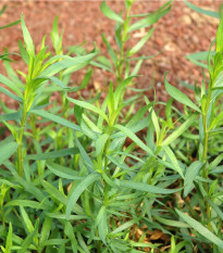 BIO Pelyněk kozalec - Artemisia dracunculus - bio semena pelyňku - 500 ks