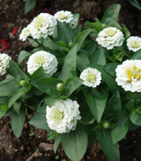 Ostálka jiřinkokvětá bílá - Zinnia elegans - semena ostálky - 100 ks