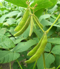 BIO Sója luštinatá Edamame - Glycine max - bio semena sóji - 25 ks