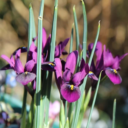 Kosatec síťkovaný George - Iris reticulata - cibuloviny - 3 ks