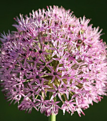 Česnek Karatavský - Allium karataviense - cibule okrasného česneku - 3 ks