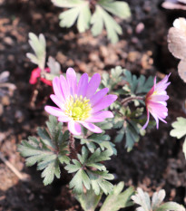 Sasanka vábná Pink Star - Anemone blanda - hlízy sasanky - 3 ks