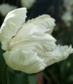 Tulipán White Parrot - Tulipa - cibule tulipánu - 3 ks