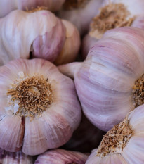 Sadbový česnek Anton - Allium sativum - nepaličák - cibule česneku - 1 balení