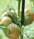 BIO Rajče Ananas Noire - Solanum lycopersicum - bio semena rajčete - 6 ks